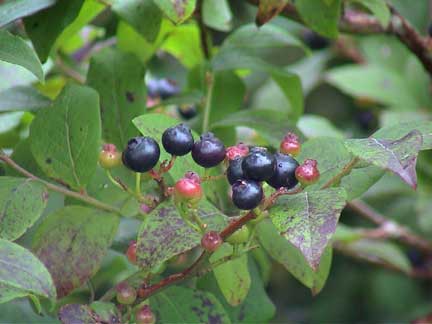 Blueberry Highbush
