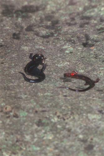 Red-cheeked Salamanders