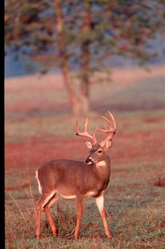 Whitetail Buck